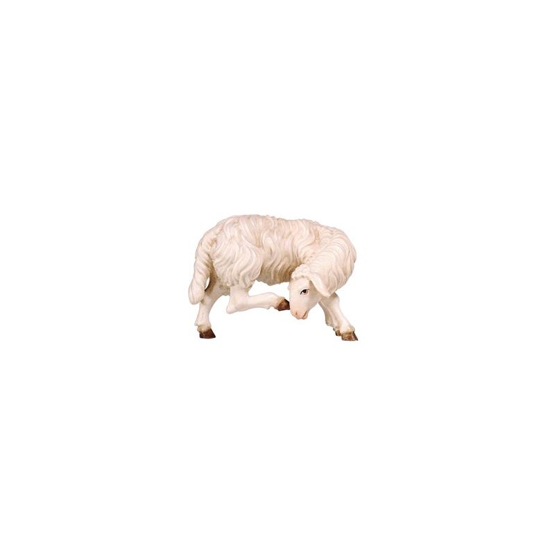 HE Sheep scratching