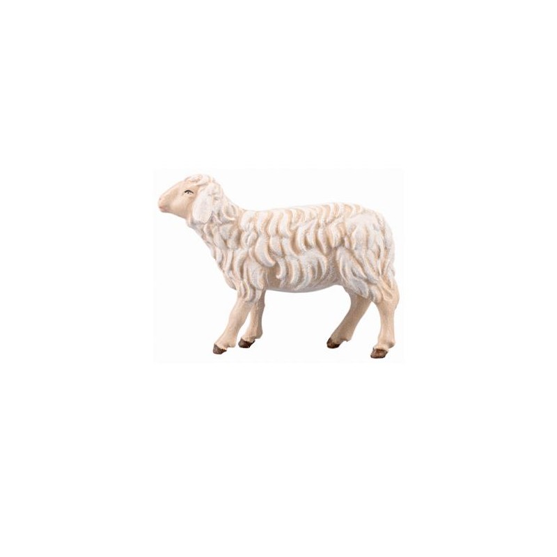 IN Sheep running
