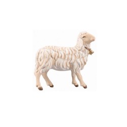 IN Schaf rechtsschauend