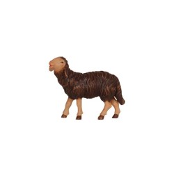 MA Sheep black eating head up