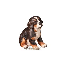 Berneser Sennenhund Welpe