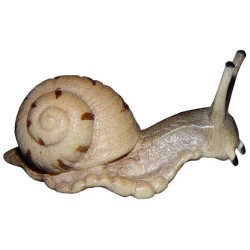 Snail