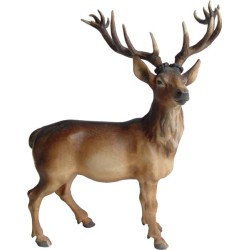 Stag