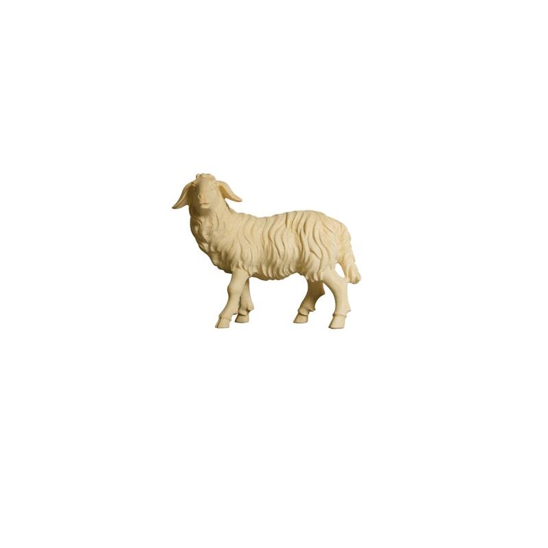 ZI Sheep standing looking left